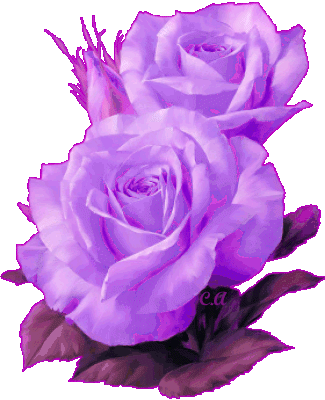 la rose